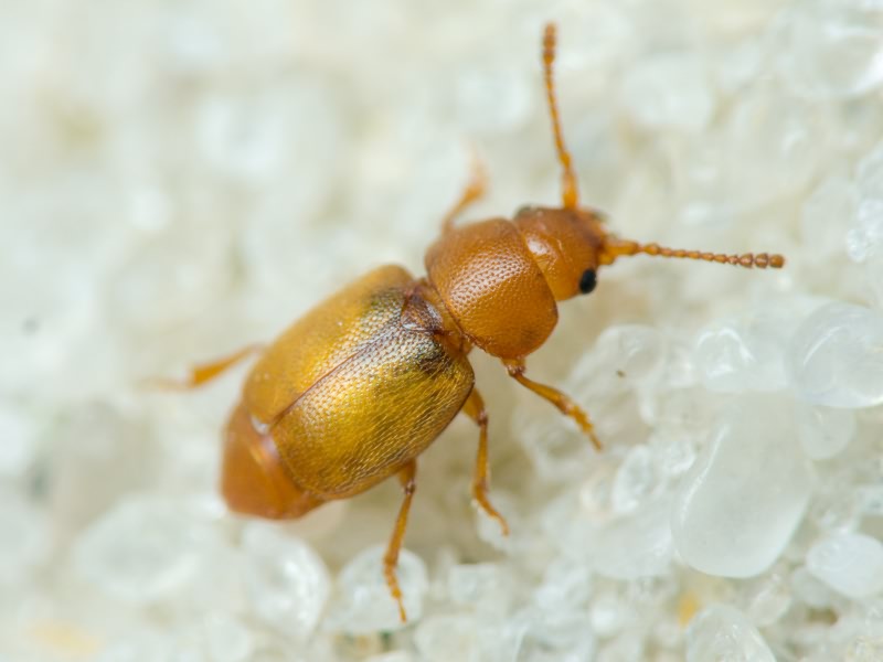 Kateretes pusillus (Thunberg, 1794)